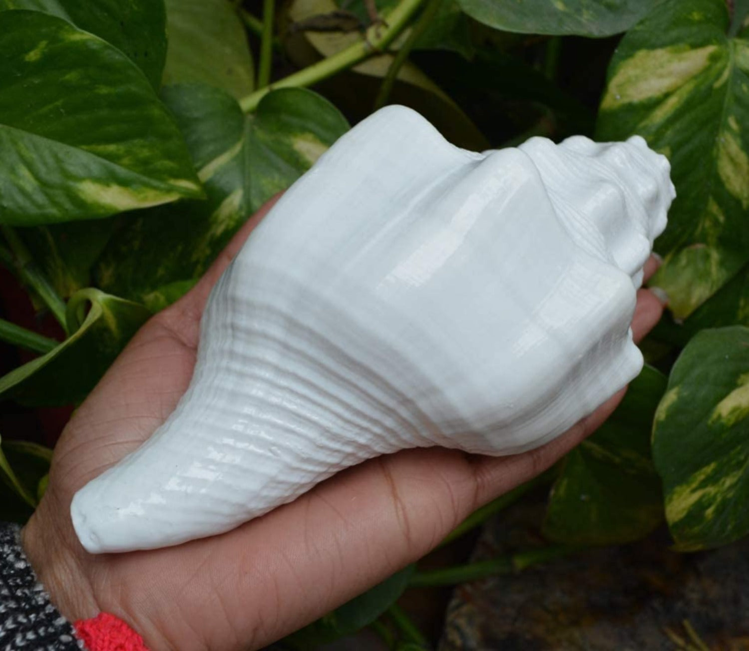 Bengalen Vamavarti Dattatreya Blowing Shankh - Conch Shell - Special Significance in puja Ritual
