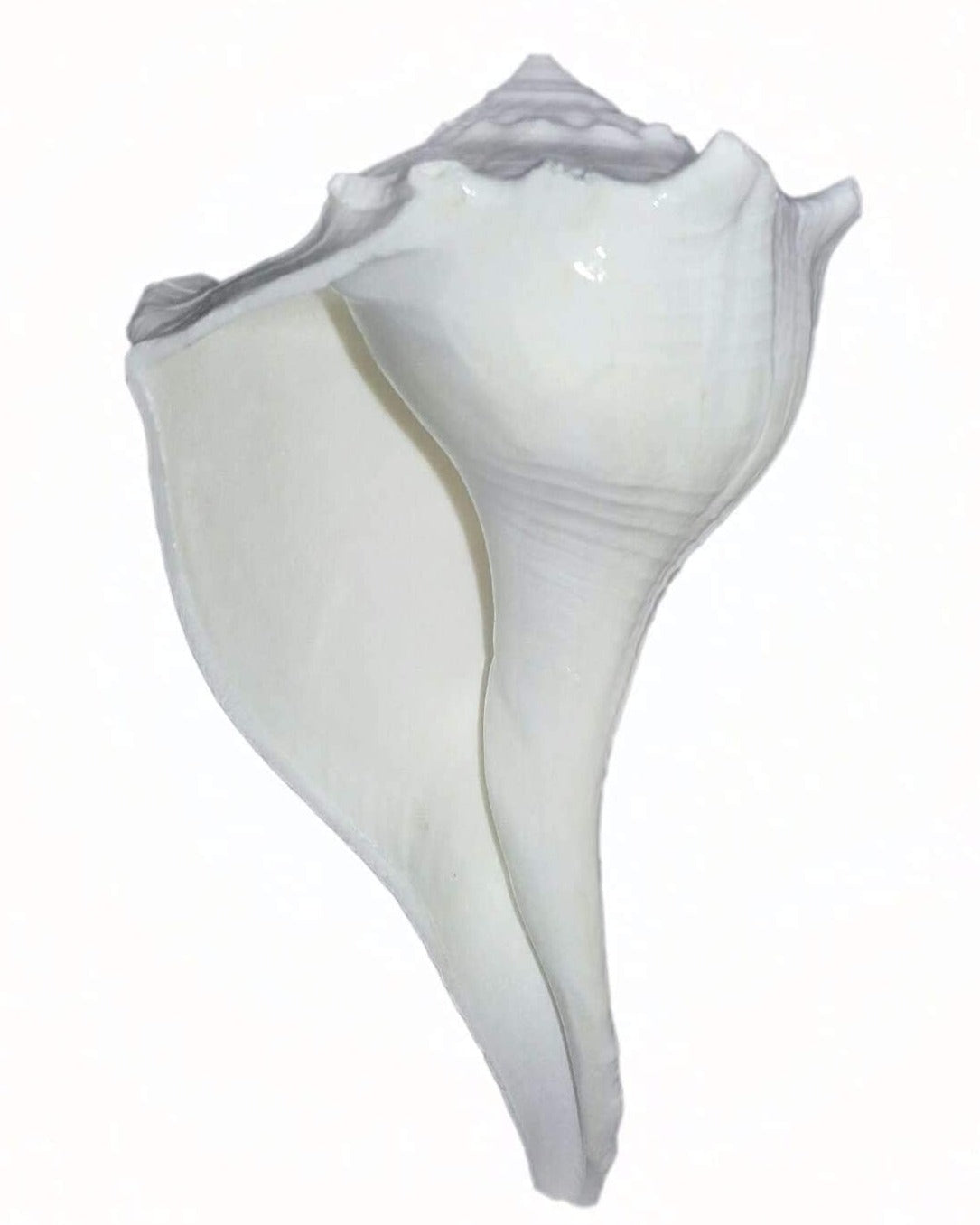Bengalen Dakshinavarti Shankh Right Hand Conch Shell for Puja Items Pooja Thali Diwali Home Decor Gift ( White )