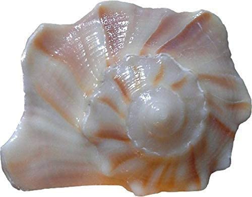 Bengalen Dakshinavarti Shankh Right Hand Conch Shell for Puja Items Pooja Thali Diwali Home Decor Gift ( Brown )